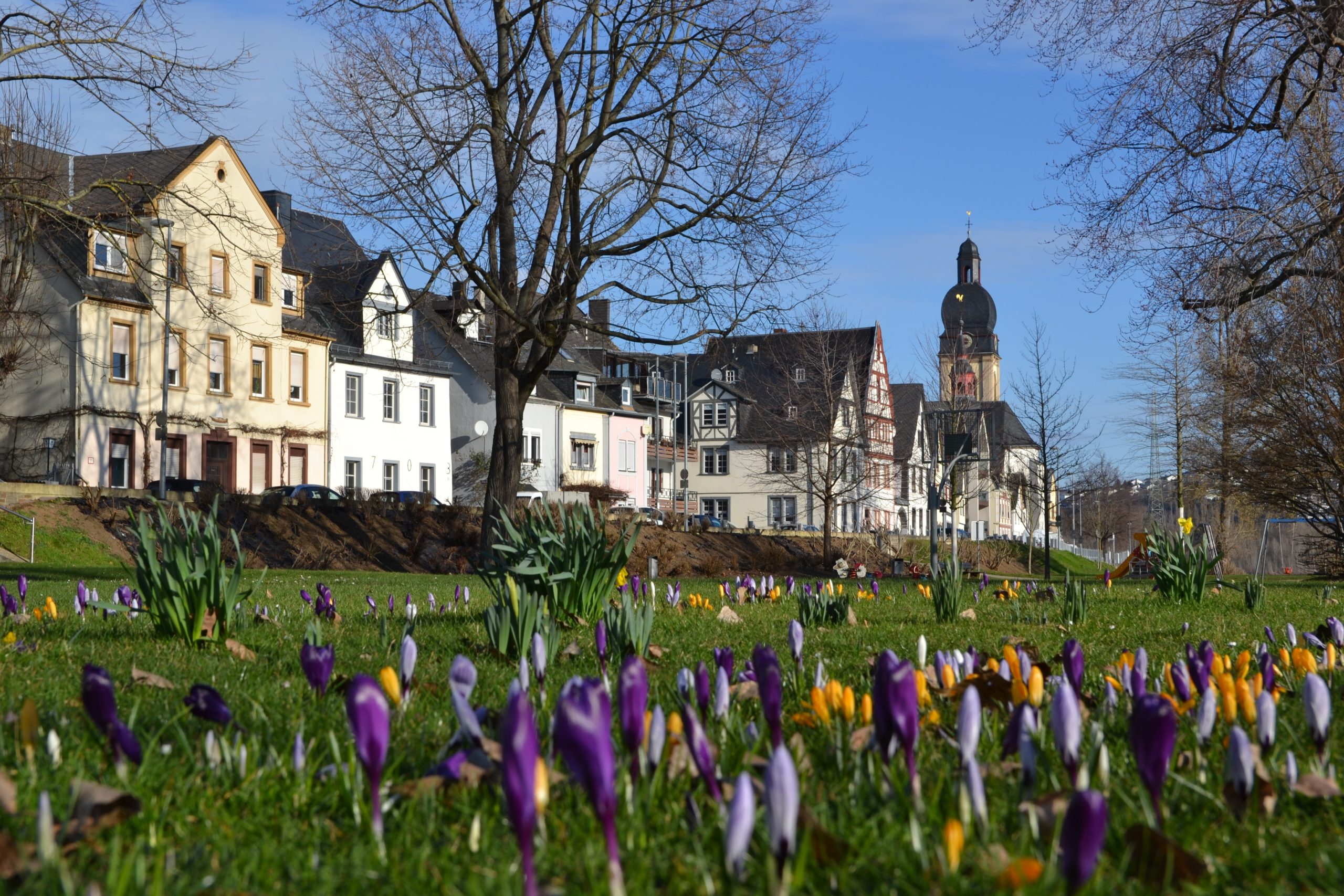 Krokusse verkünden den Frühlingsanfang in Koblenz